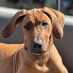 Jabali Morowi Othandwayo