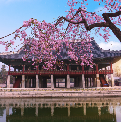 Kim’s M&T South Korea
