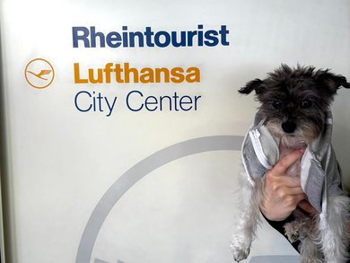 Bürohund Balu 