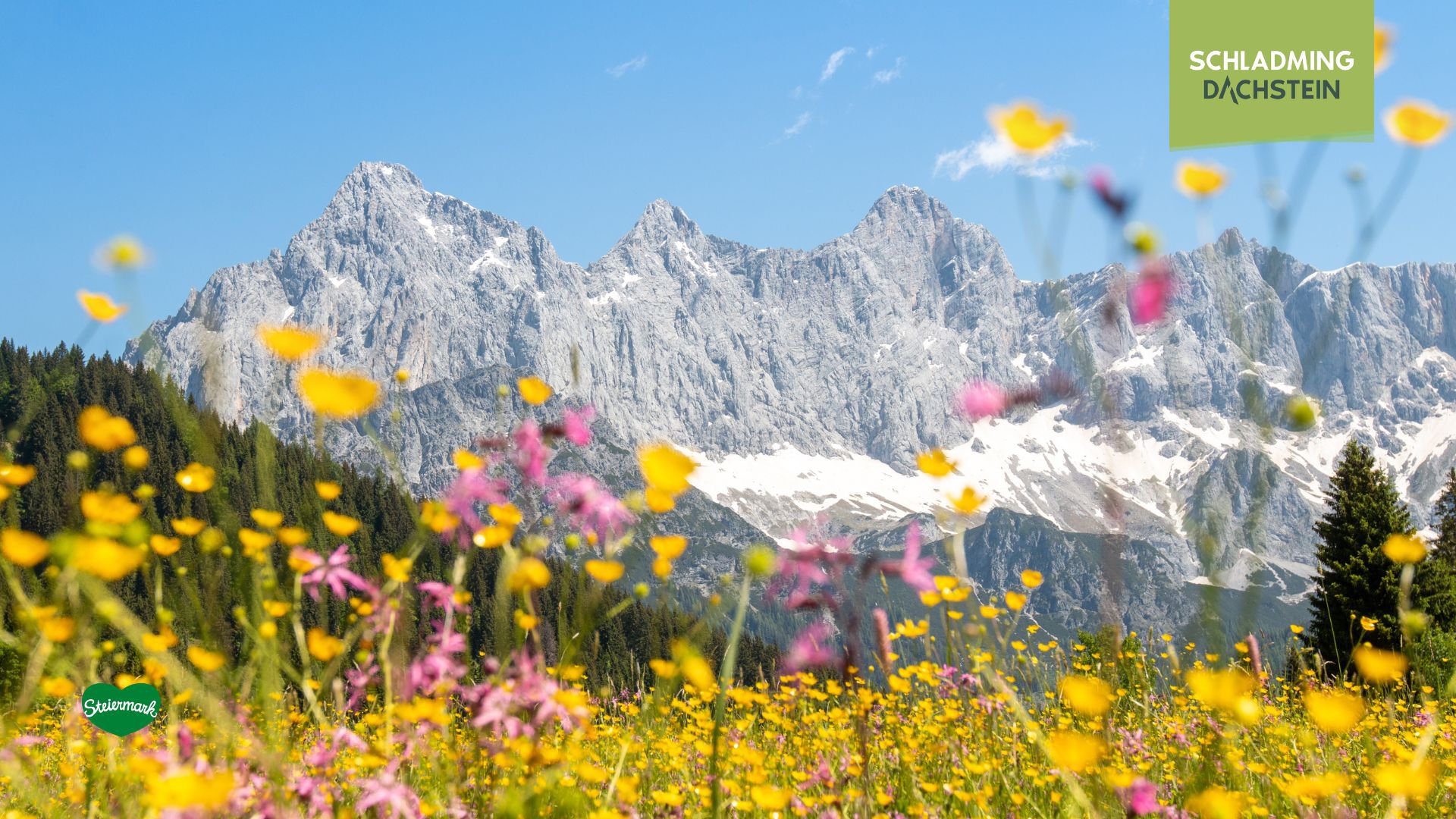 Eine blühende Wiese voller kleiner, gelber Blumen erstreckt sich im Vordergrund. Dahinter erhebt sich majestätisch der Dachstein, dessen Gipfel noch von vereinzelten Schneefeldern bedeckt ist.