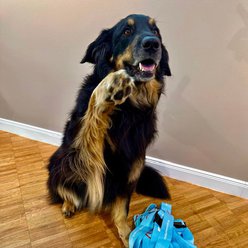 Juniorchefin Gioia Bürohündin