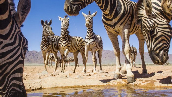 Burchell-Zebras an einem Wasserloch in der Namib-Wüste in Namibia | © Getty Images
