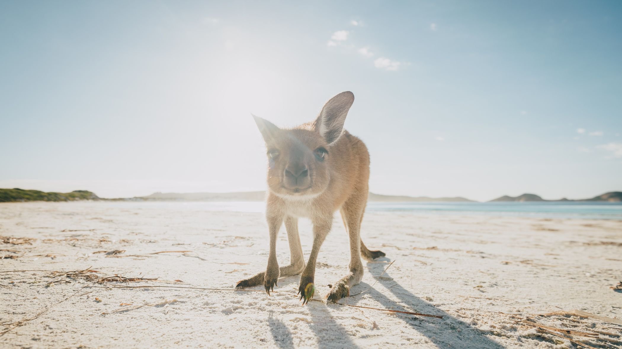 Ein Känguru am Lucky Bay Strand im Cape Le Grand Nationalpark, Australien | © Getty Images