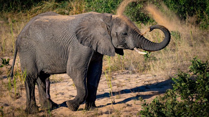 Afrikanischer Elefant im Buschland (Bushveld) in Südafrika | © Gebeco/Shutterstock