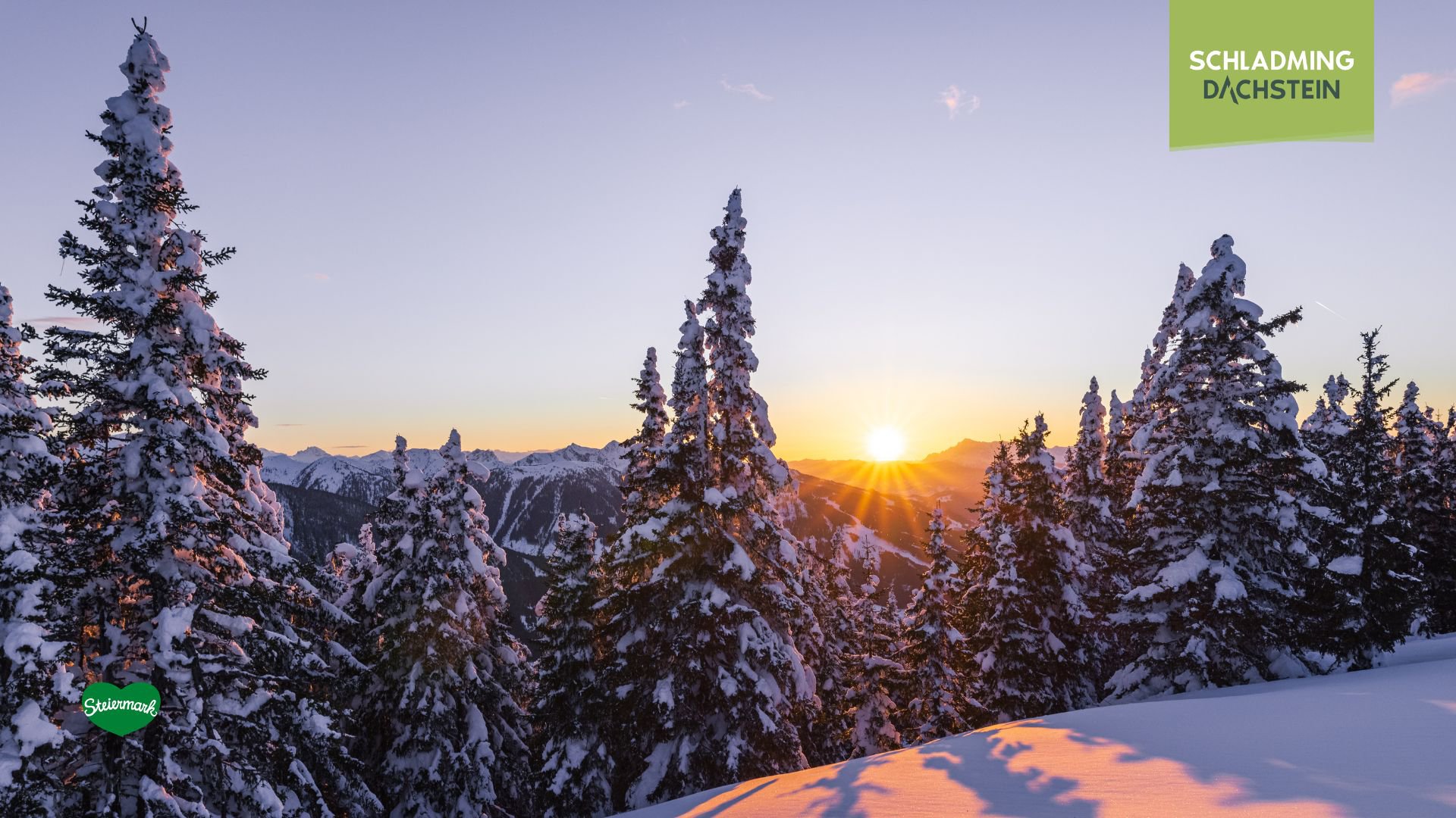 Dicht gedrängte, schneebedeckte Nadelbäume im warmen, tief stehenden Abendlicht.