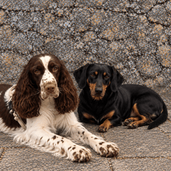 Alva & Wieni