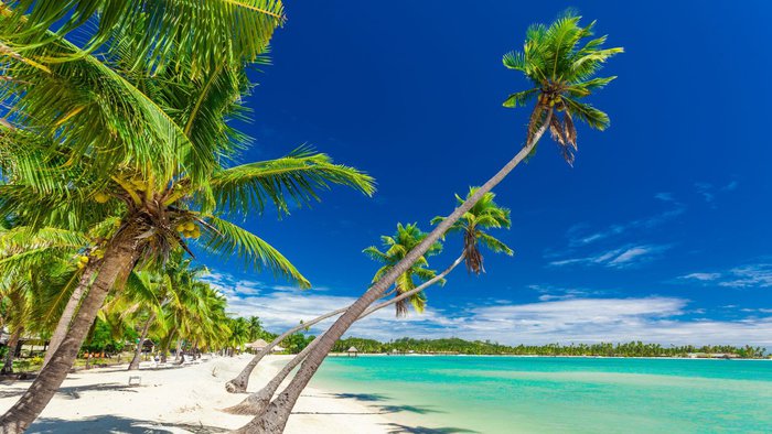 Palmen an einem weißen Sandstrand auf Plantation Island, Fidschi, Südpazifik | © Getty Images