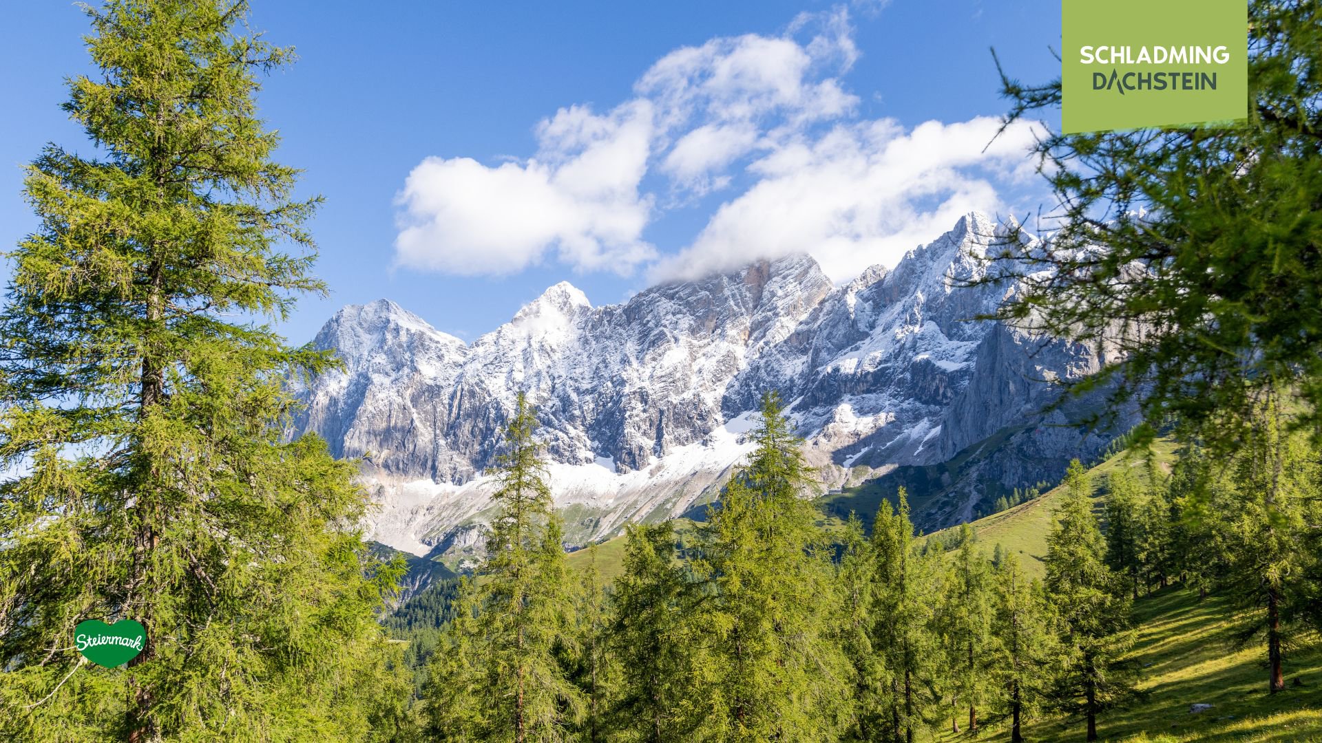 Dichter Nadelwald im Vordergrund, dahinter der verschneite Dachstein in klarer Winterlandschaft.