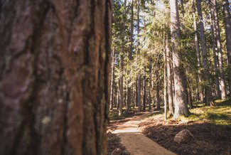 Sandiger Trail mitten in der Natur, umgeben von Bäumen und warmen Sonnenstrahlen.