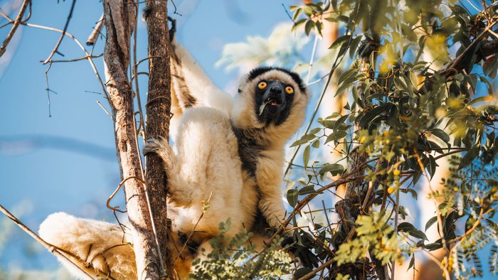 Ein Lemur sitzt in einem Baum in Madagaskar und frisst Blätter in seiner natürlichen Umgebung | © Getty Images