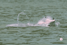 Rosa Delfin