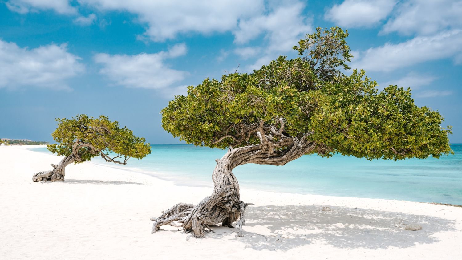 Charakteristische Divi‑Divi‑Bäume am Eagle Beach auf Aruba | © ATA, David Troeger, Jetlag